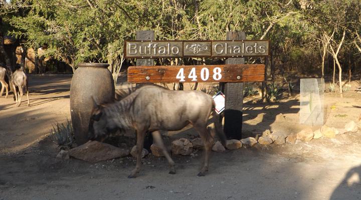 Buffalo Chalets Marloth Park