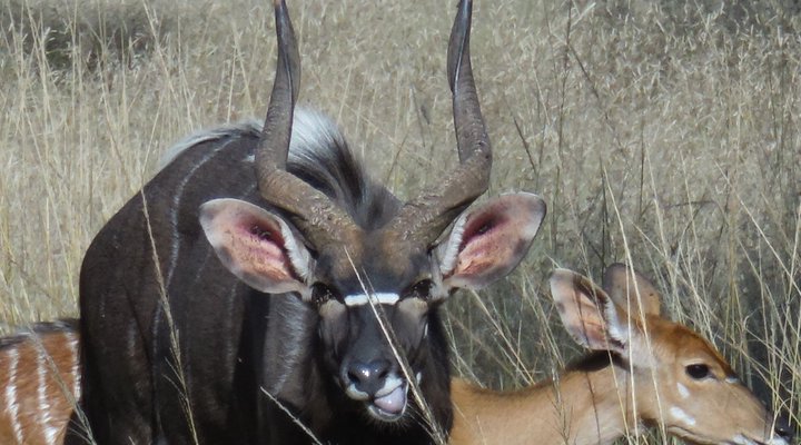 Mount Amanzi Game Lodge