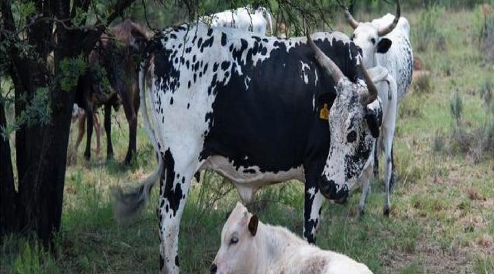 Wild Olive Country Retreat