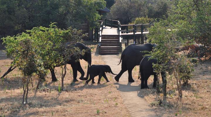 Katuma Bush Lodge