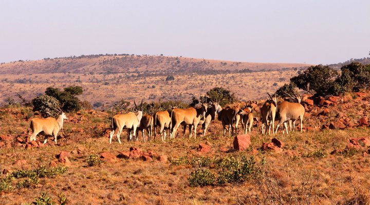 Hope Springs Eternal