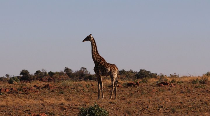 Hope Springs Eternal