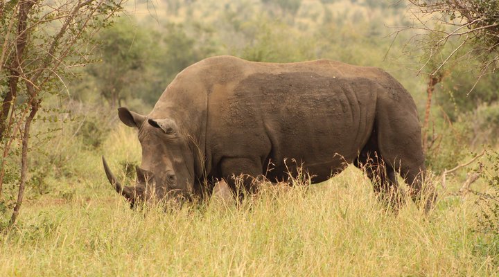 Korwe Lodge