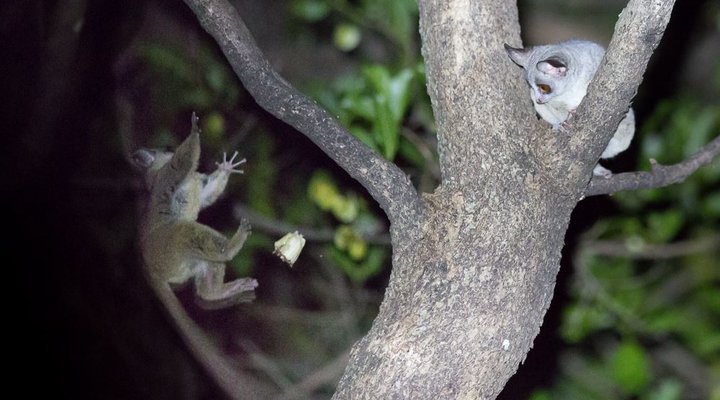 Bushbabies Bushveld Lodge