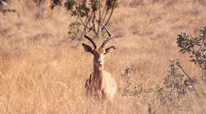 Hope Springs Eternal