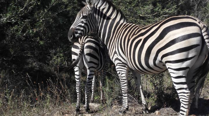 Itumeleng Self-catering Cottage