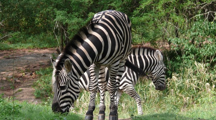 The Bush Luxury Self-catering Lodge