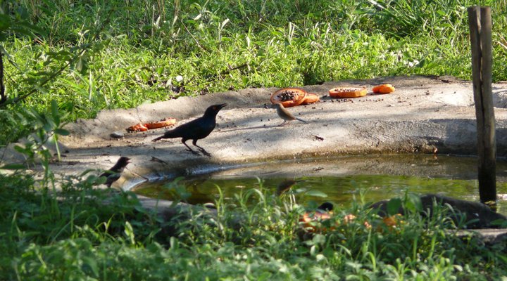 The Bush Luxury Self-catering Lodge