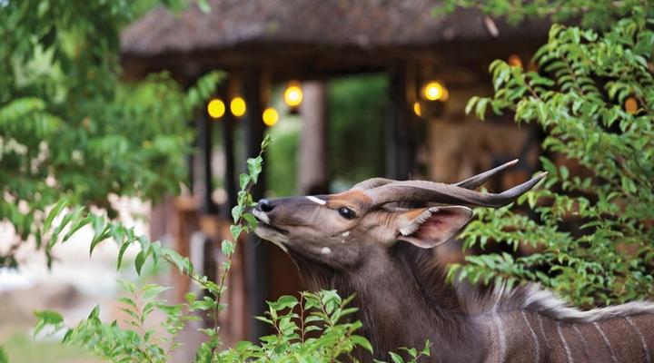 Motswari Private Game Reserve