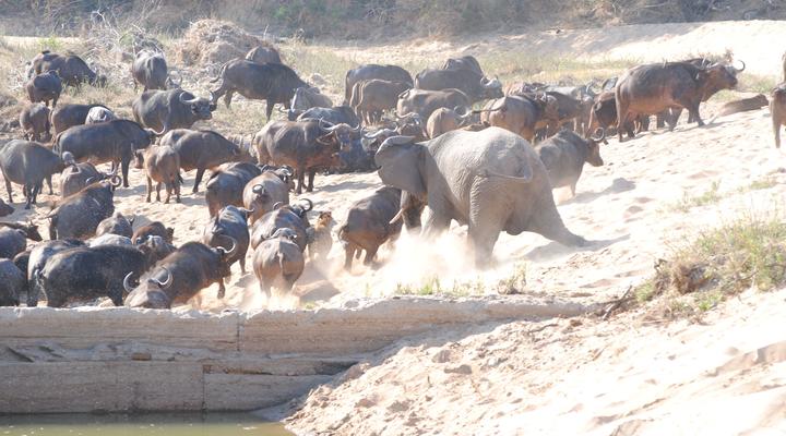 Thornybush Game Lodge