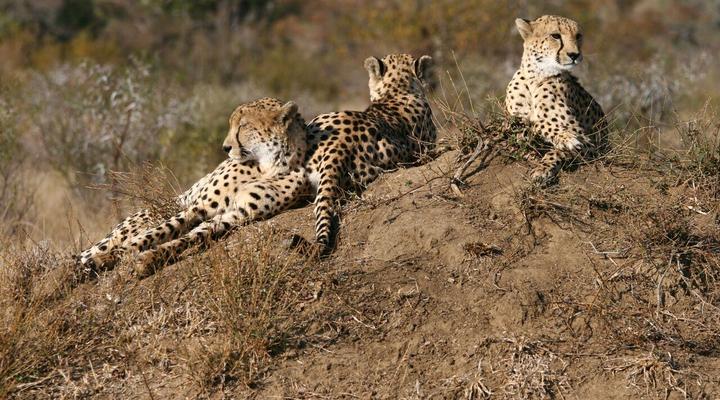 Nkelenga Tented Camp