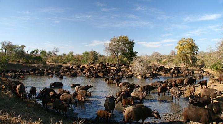 Nkelenga Tented Camp
