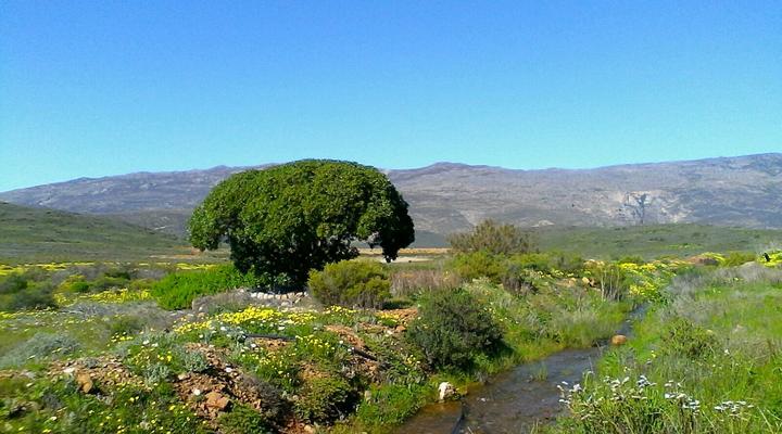 Windfall Guest Cottages