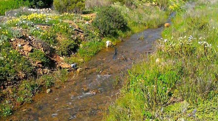 Windfall Guest Cottages