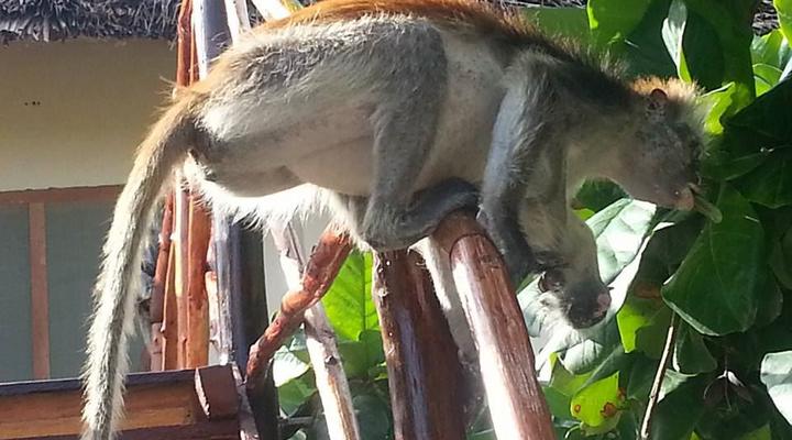 ZanZest Beach Bungalows