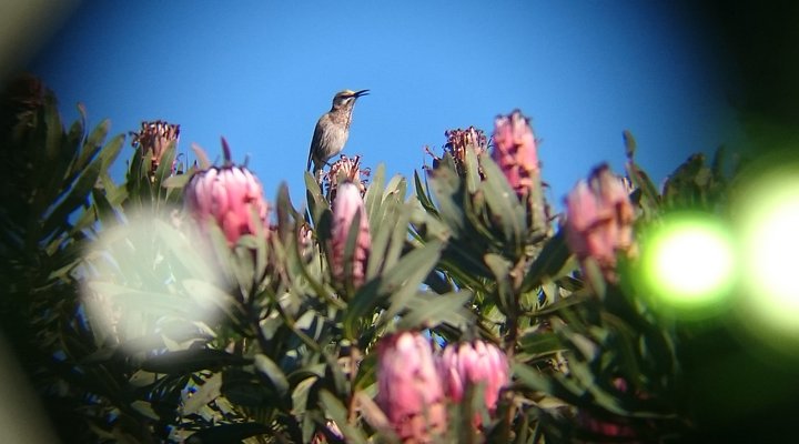 Akasha Mountain Retreat 