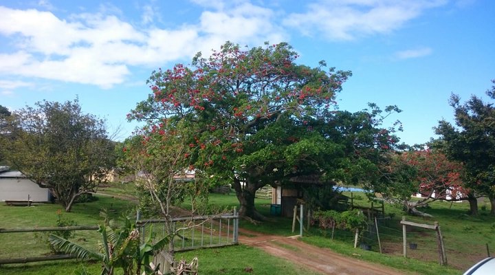 Lone Tree Guest Farm