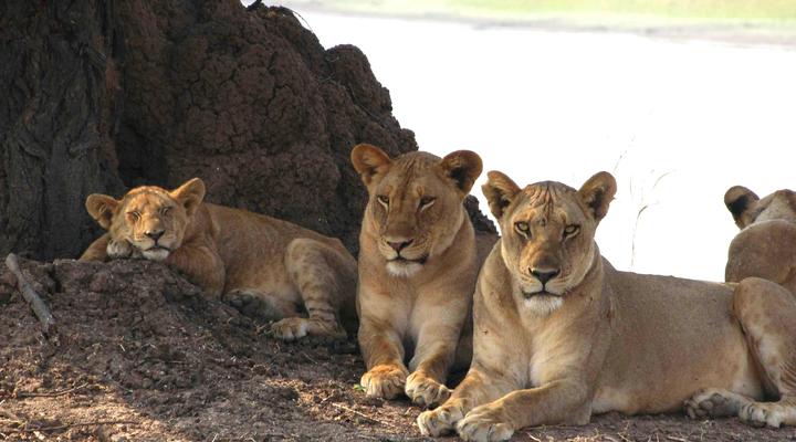 Thornicroft Lodge, South Luangwa - Zambia
