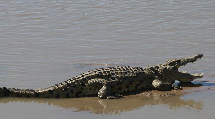 Thornicroft Lodge, South Luangwa - Zambia