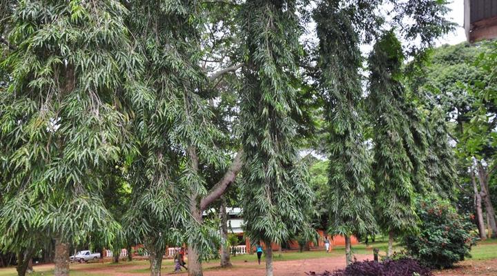 Pearl Gardens Beach Resort Kalangala