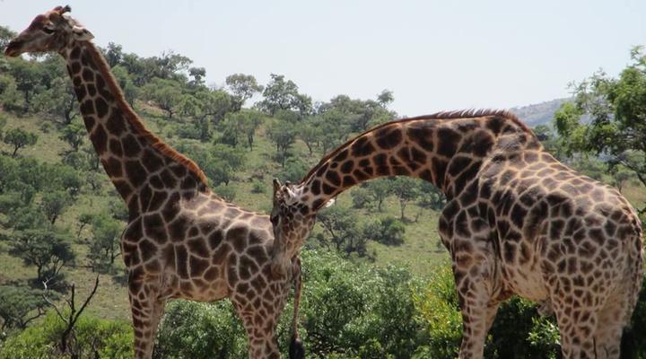 De Wildt 4x4 Game Park