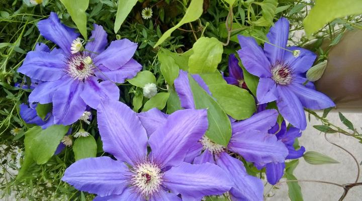 Birdsview Guest House