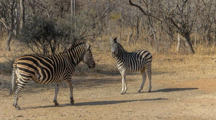 Rietvally Game Lodge