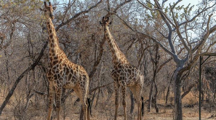 Rietvally Game Lodge