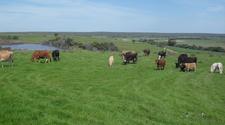 Ou Werf Farm Cottage Pet Friendly!