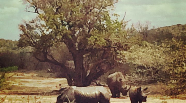 St Lucia Endless Summer