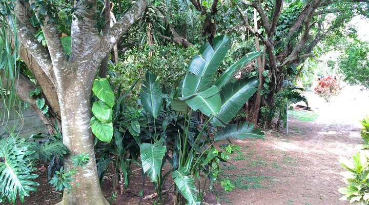 St Lucia Endless Summer