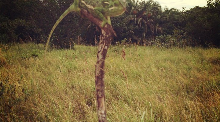 St Lucia Endless Summer