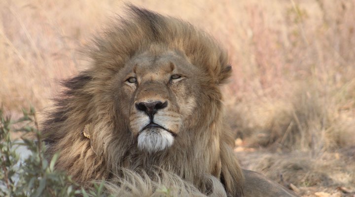 The Bush Camp at Welgedacht