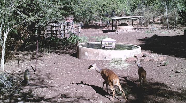 The Mule and Hound Mountain Retreat
