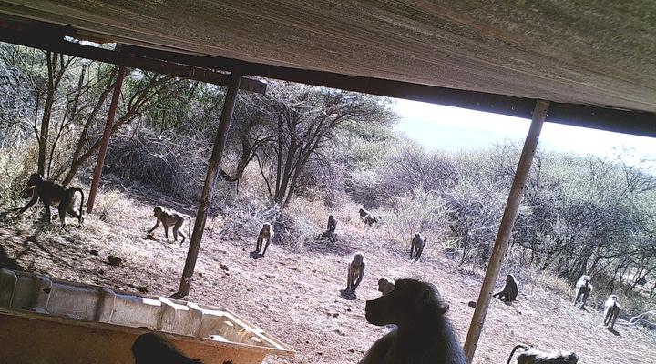 The Mule and Hound Mountain Retreat