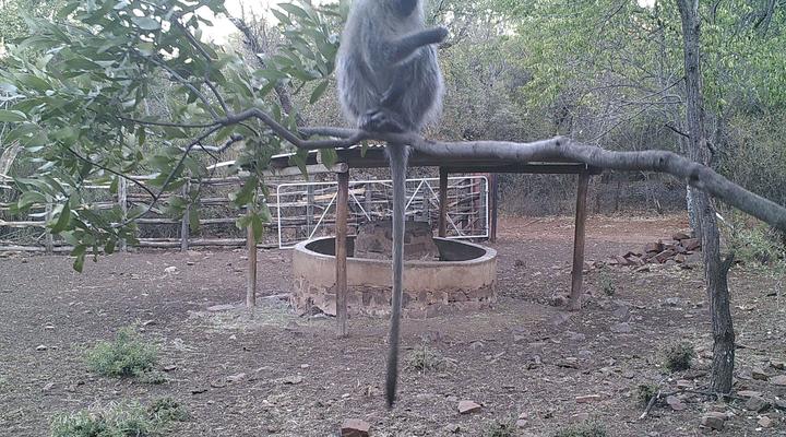 The Mule and Hound Mountain Retreat
