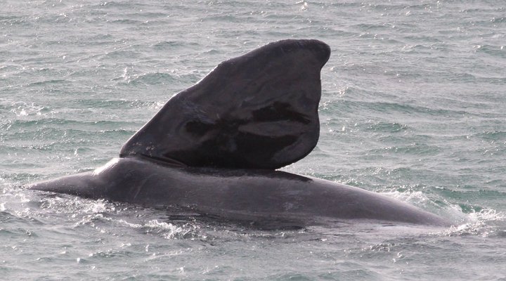 Welsh Whales