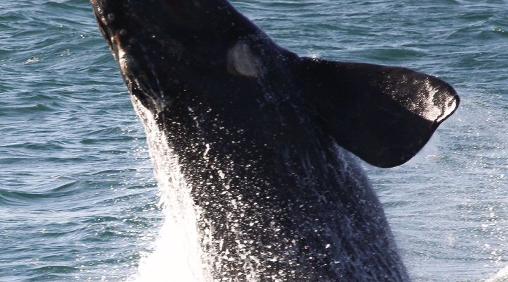 Welsh Whales
