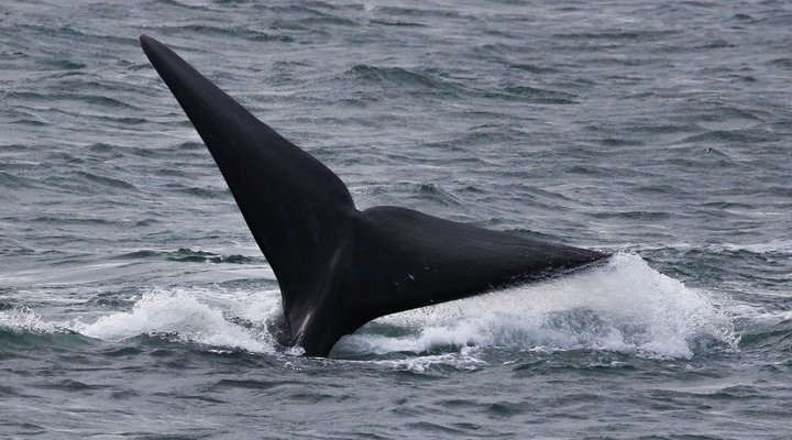 Welsh Whales