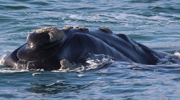 Welsh Whales