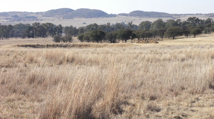 Malonjeni Guest Farm 