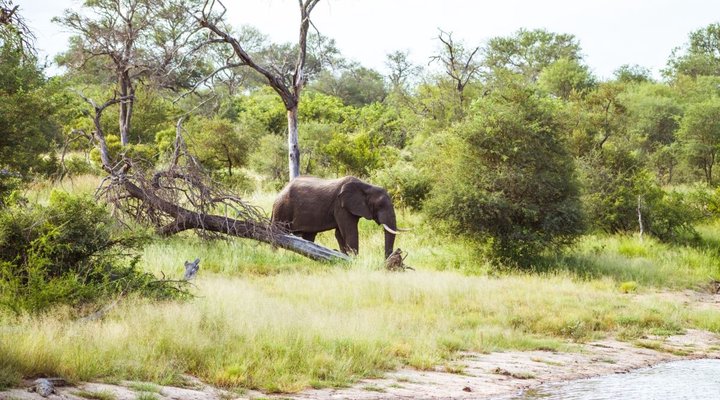 Gomo Gomo Game Lodge