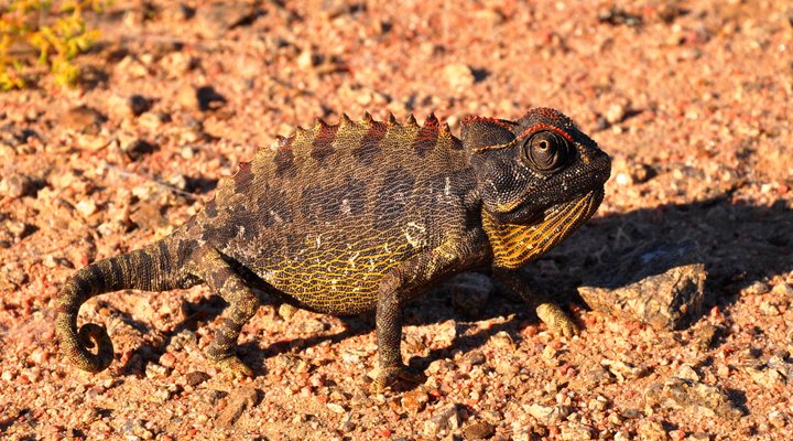 17 Night Experience Namibia Package