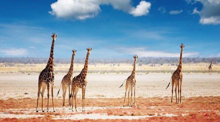 11 Night Classic Namibia Package