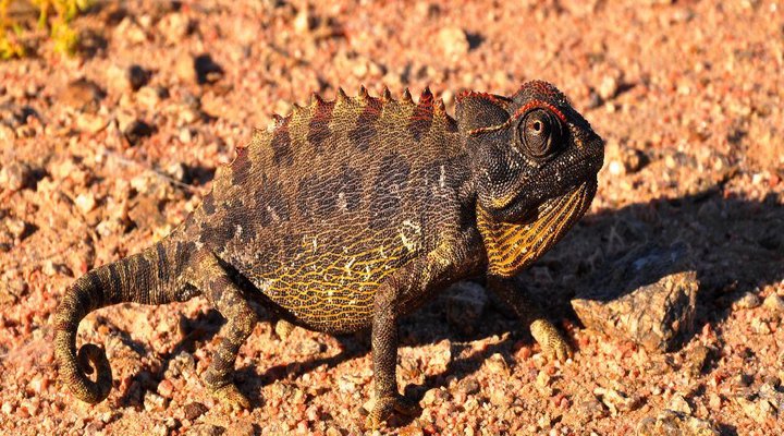 11 Night Classic Namibia Package