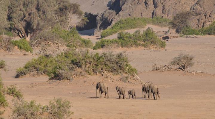3 Night Desert Elephant, Black Rhino & Himba Package