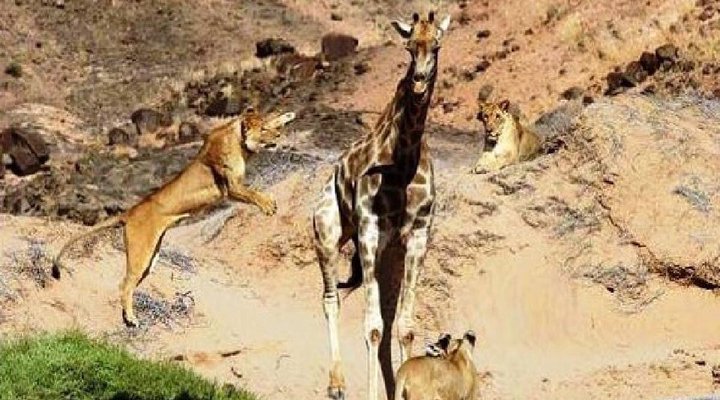 13 Night Skeleton Coast Kaokoland Encounter