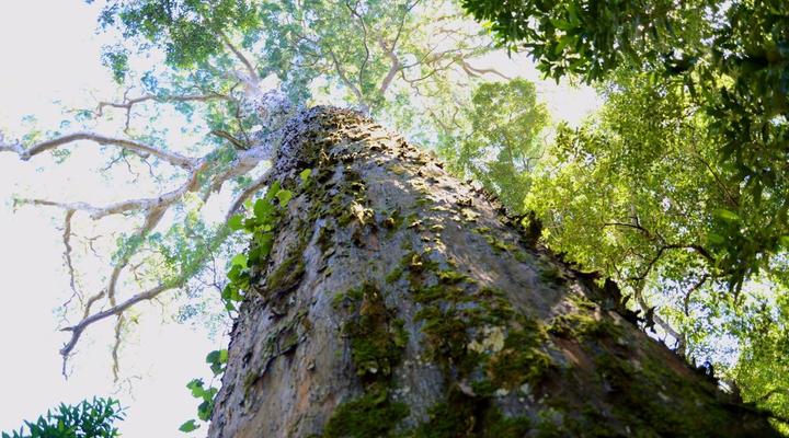 4 Night Garden Route Tour (CPT return)