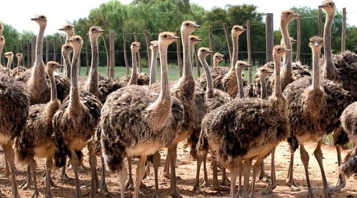 4 Night Garden Route Tour (CPT return)