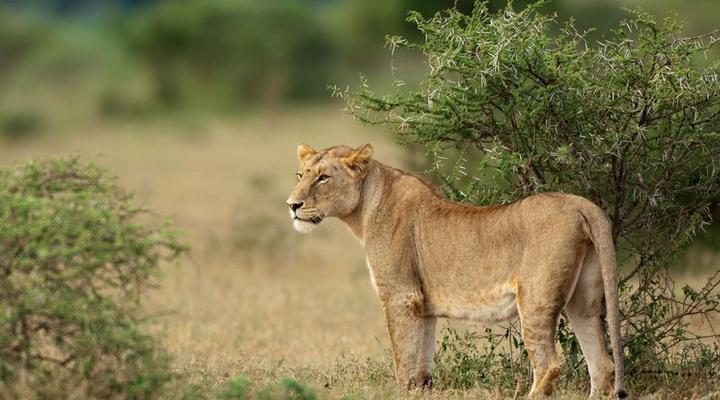 5 Night Great Wildlife Expedition (JHB to DBN)